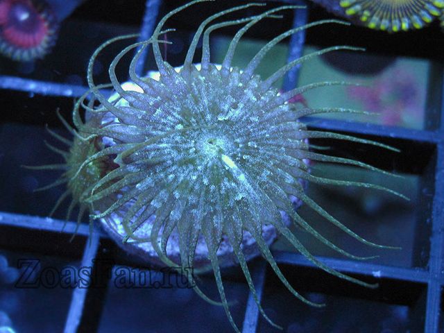 Medussa