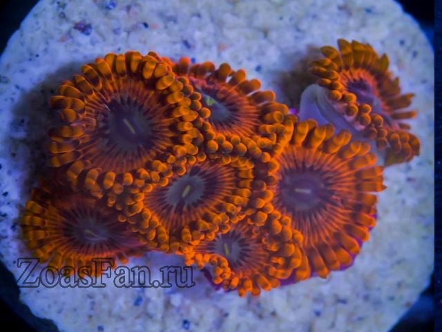 Organism