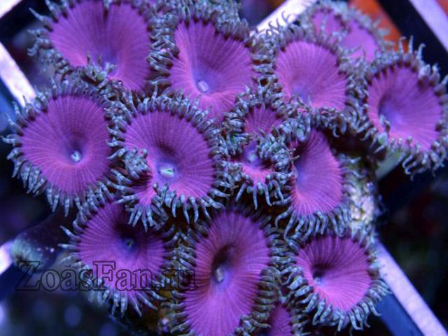 Purple Death